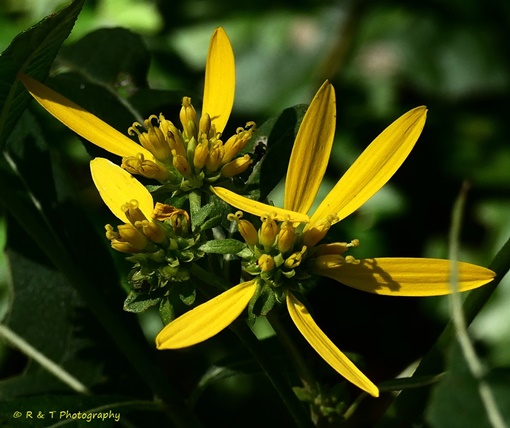 {Verbesina occidentalis}